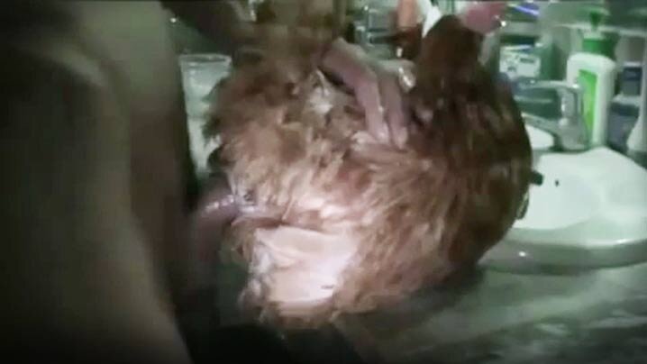【人兽交】与雞交配 雞是我們最好的朋友 【人兽交】与雞交配 雞是我們最好的朋友