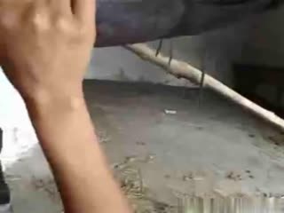 成熟的女孩对残酷的野兽性疯狂吞下了女孩性马场景中的大量 成熟的女孩对残酷的野兽性疯狂吞下了女孩性马场景中的大量